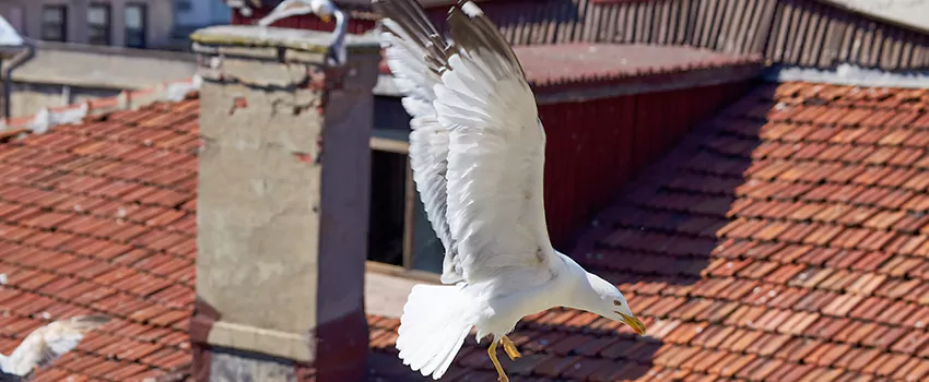 Residential Chimney Animal Removal Solution in Amherst Center, MA