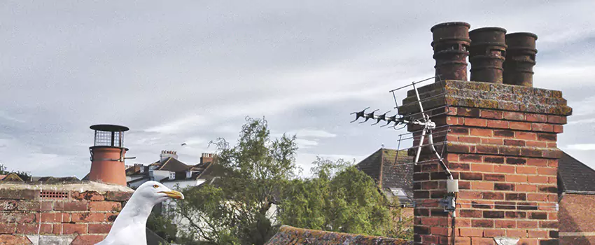 Chimney Cleaning And Restoration in Amherst Center, Massachusetts